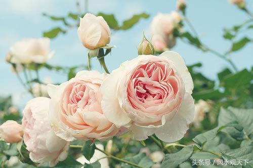 今年清明是凶日！百年難得一遇，生肖蛇，虎，羊有大事發生！家裡有一個的都要注意了.