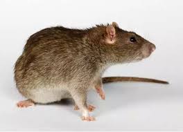 最存不到錢的「三個生肖女」一旦有錢就「敗家」花錢最厲害