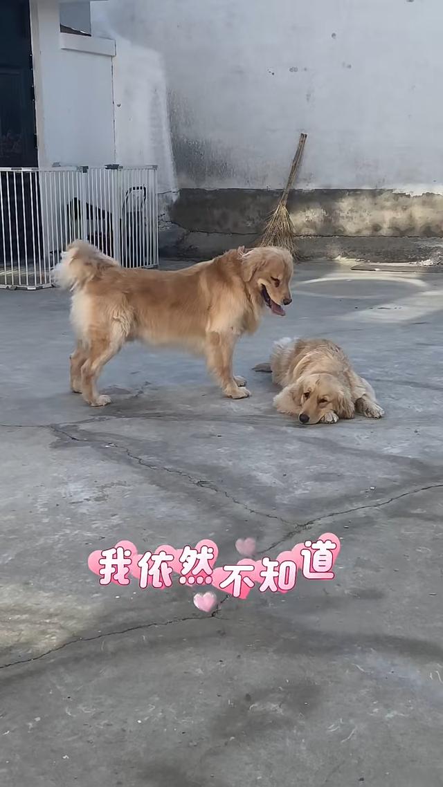 周海媚離世一周年！兩隻愛犬團聚，李勤勤帶去北京墓園拜祭太催淚