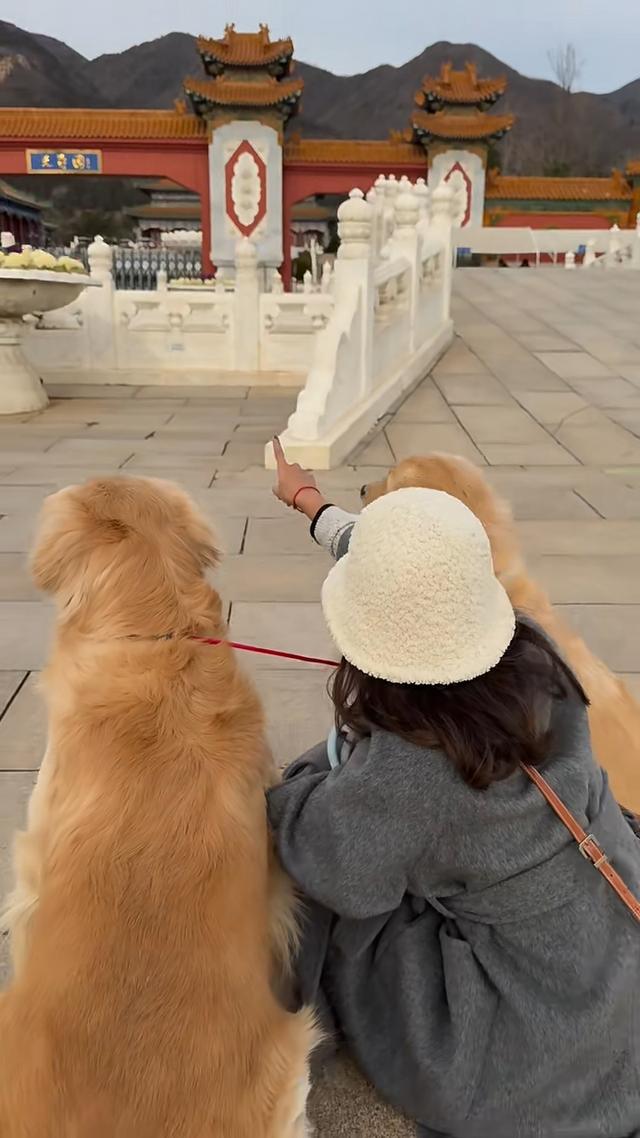 周海媚離世一周年！兩隻愛犬團聚，李勤勤帶去北京墓園拜祭太催淚