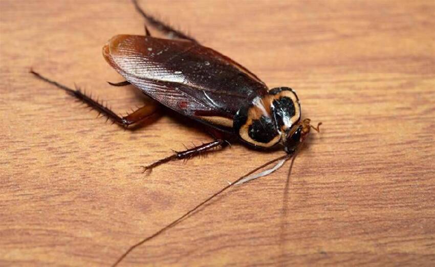 蟑螂最怕它，撒一點在墻角，通通都消滅，家裡再也不會出現蟑螂了！