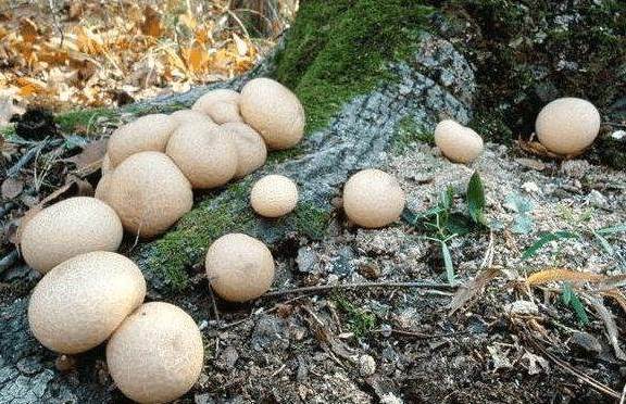 她爬山驚見「地上掉一堆鴨蛋」馬上撿回家，阿公愣「這不是蛋啊」撿到寶了