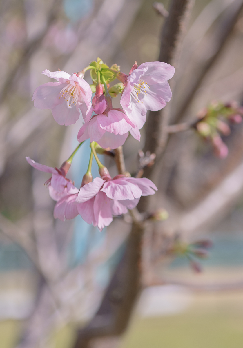 馬鞍山櫻花2025｜10棵河津櫻率先粉嫩盛放成粉紅花海！