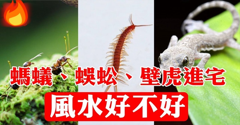 家中進了螞蟻、蜜蜂、飛蛾等小動物，預示著什麼？家運是吉是兇？