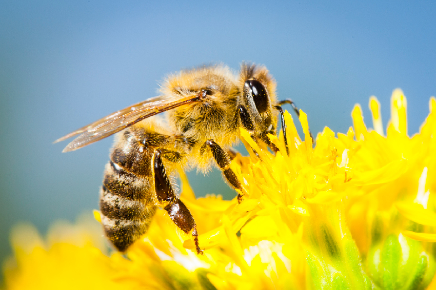 家中進了螞蟻、蜜蜂、飛蛾等小動物，預示著什麼？家運是吉是兇？