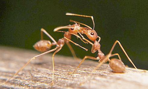 家中進了螞蟻、蜜蜂、飛蛾等小動物，預示著什麼？家運是吉是兇？