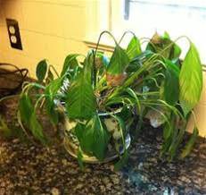 很多人都不知道， 天要收人之前， 必定會有這5種徵兆，切記一切都是天