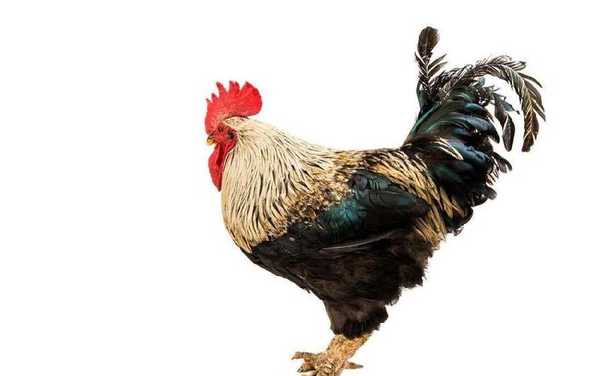 十雞九順！陽歷這個月出生的雞人，先苦后甜，註定享受輝煌人生！