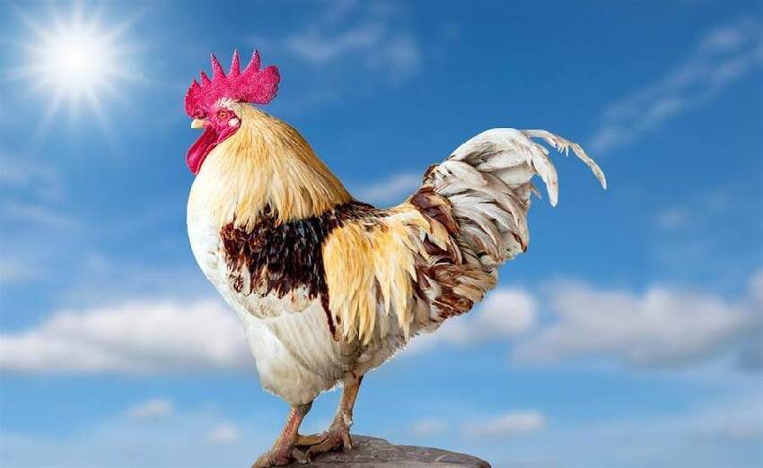 十雞九順！陽歷這個月出生的雞人，先苦后甜，註定享受輝煌人生！