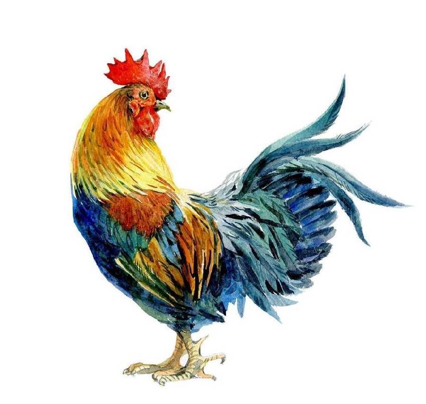 十雞九順！陽歷這個月出生的雞人，先苦后甜，註定享受輝煌人生！