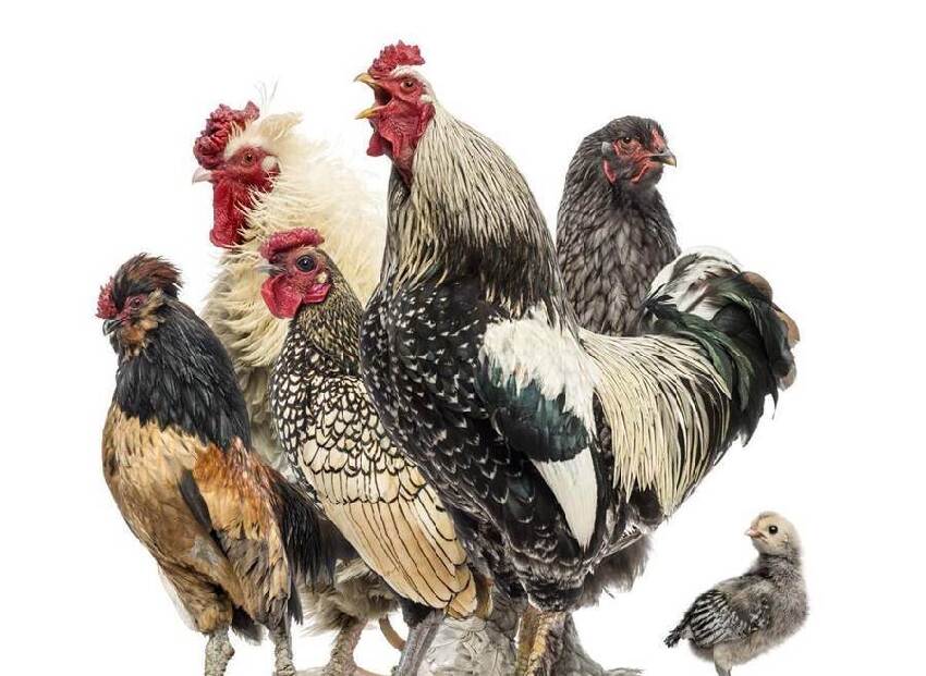 十雞九順！陽歷這個月出生的雞人，先苦后甜，註定享受輝煌人生！