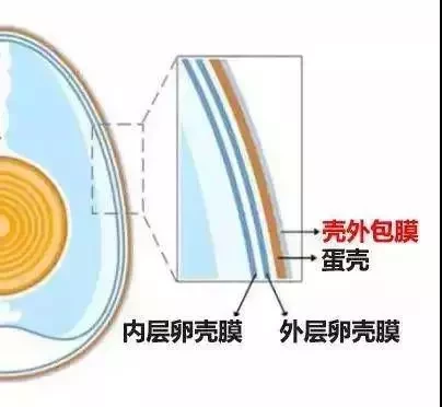 雞蛋這樣放冰箱，秒變毒蛋，10個家庭9個錯，現在知道還不晚