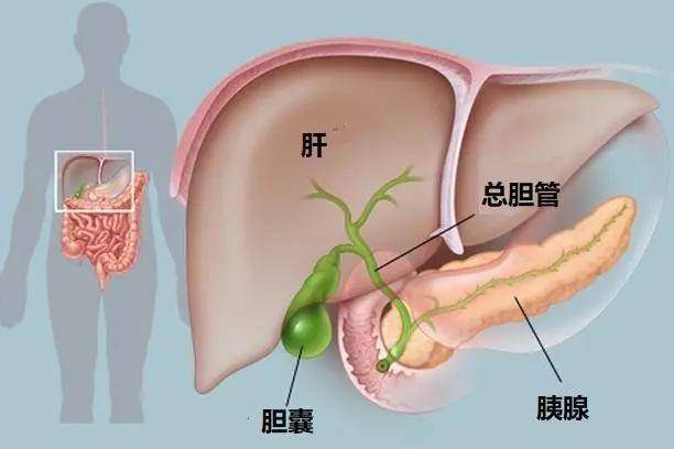 為何肝病越來越多？醫生坦言：這三種食物都是「禍根」，別再吃了