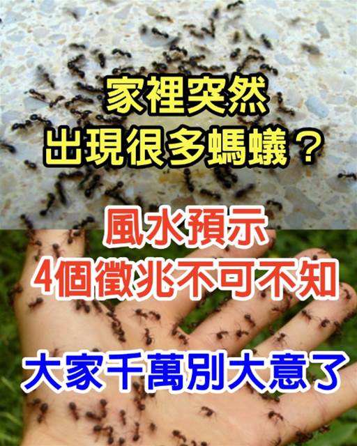 家裡突然出現很多螞蟻？風水預示「4個徵兆不可不知」，大家千萬別大意了