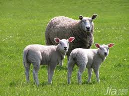 農歷新年，八大生肖最有錢，恭喜你是其中之一