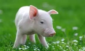 農歷新年，八大生肖最有錢，恭喜你是其中之一