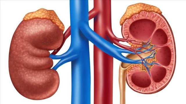 腎最怕2種「水」，可惜多數人不知道，牢記3多1少，腎臟悄悄變好