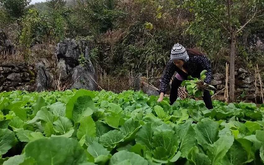 18戶人隱居山洞70多年，「相互通婚」海拔2000米自給自足，直到被外來者發現....