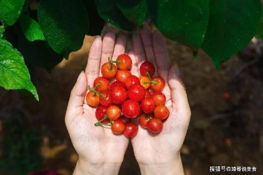 心臟的阿司匹林！一種水果「養護心臟」含鐵量高可補血　現在正當季「女性多吃哦」　