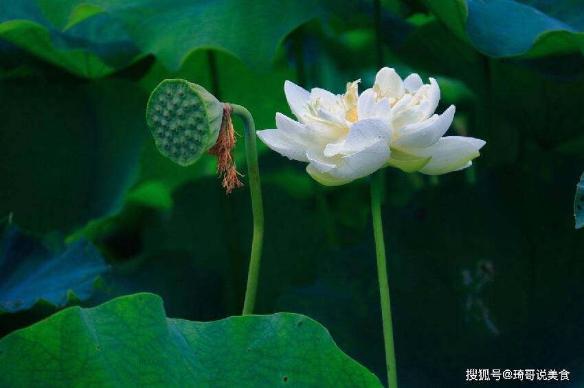 心臟的阿司匹林！一種水果「養護心臟」含鐵量高可補血　現在正當季「女性多吃哦」　