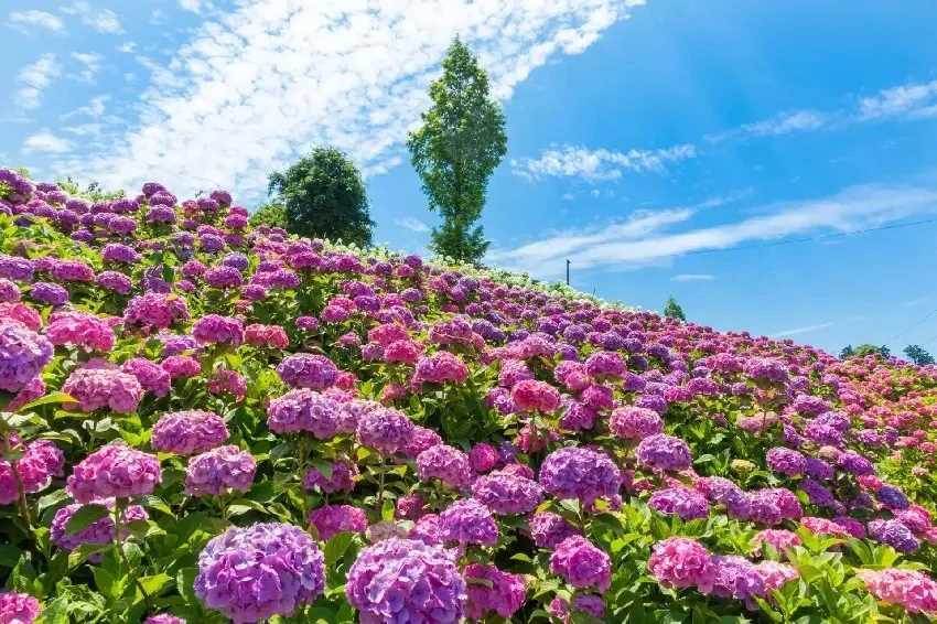 過年別只穿紅色！十二生肖穿對顏色，好運一整年