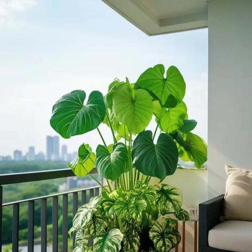 有錢人客廳種樹不養花，這4種「貴氣樹」，再貴也要養1棵