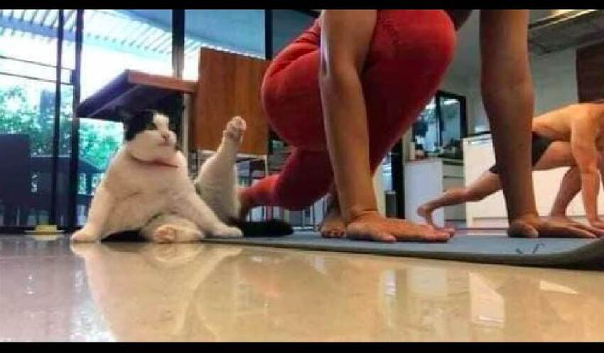 網友在做瑜伽，一旁的貓咪竟也抬起腳做起來 ，比主人的難度還大