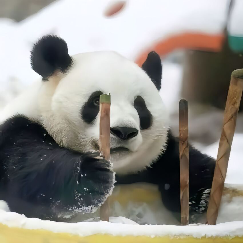 萌蘭虔誠祈禱越獄成功