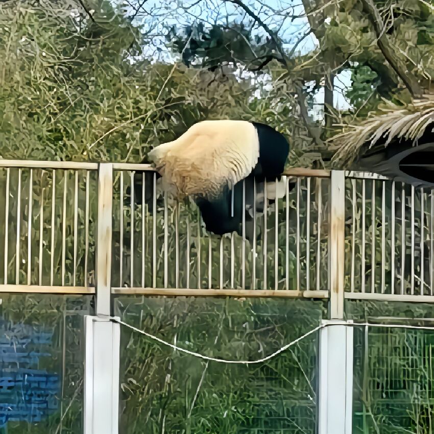 萌蘭虔誠祈禱越獄成功