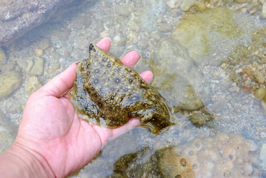 墾丁玩水秘境小狗灣，超隱密玩水勝地，魚兒就在腳邊游