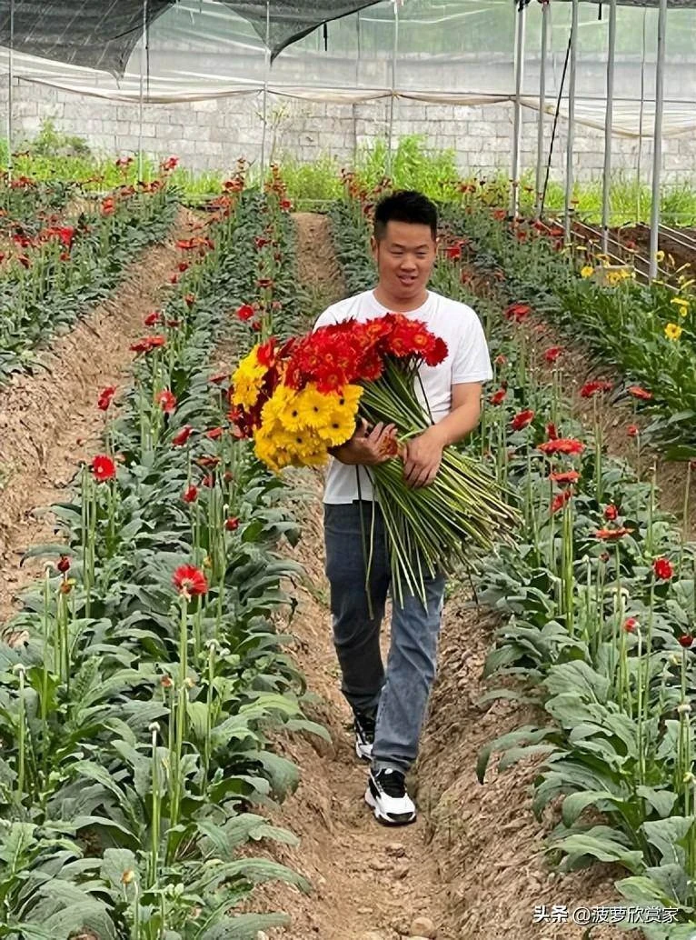 養花人必看！5種「招鬼花」不要養　越養越倒霉「還會敗家運」家裡有的快扔掉