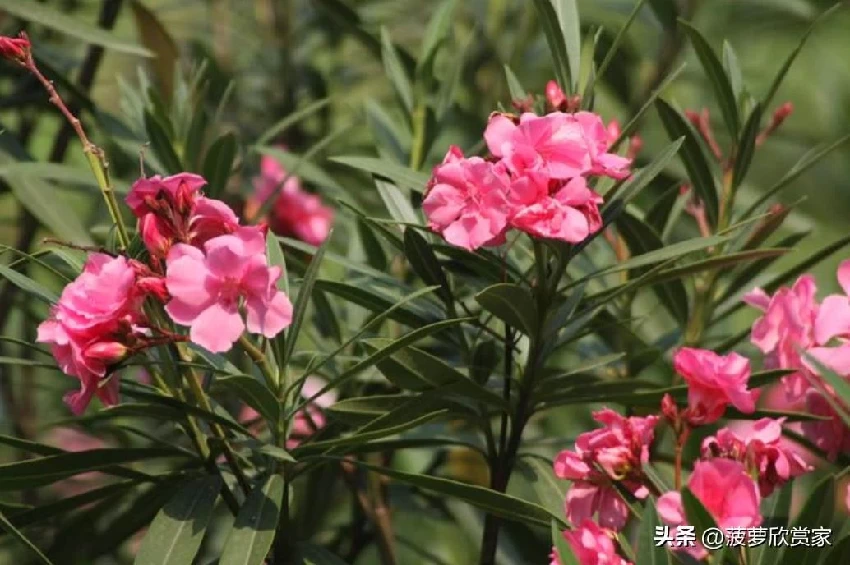 養花人必看！5種「招鬼花」不要養　越養越倒霉「還會敗家運」家裡有的快扔掉