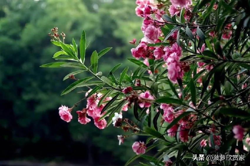 養花人必看！5種「招鬼花」不要養　越養越倒霉「還會敗家運」家裡有的快扔掉