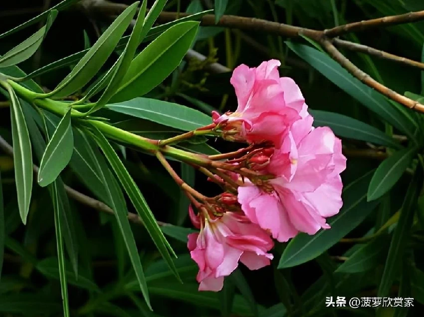 養花人必看！5種「招鬼花」不要養　越養越倒霉「還會敗家運」家裡有的快扔掉