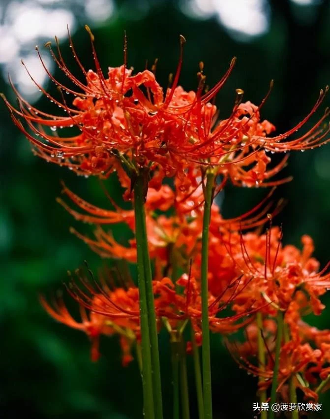 養花人必看！5種「招鬼花」不要養　越養越倒霉「還會敗家運」家裡有的快扔掉