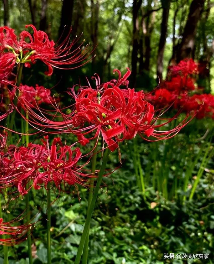 養花人必看！5種「招鬼花」不要養　越養越倒霉「還會敗家運」家裡有的快扔掉