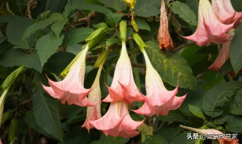 養花人必看！5種「招鬼花」不要養　越養越倒霉「還會敗家運」家裡有的快扔掉