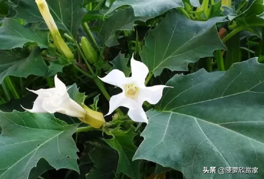 養花人必看！5種「招鬼花」不要養　越養越倒霉「還會敗家運」家裡有的快扔掉