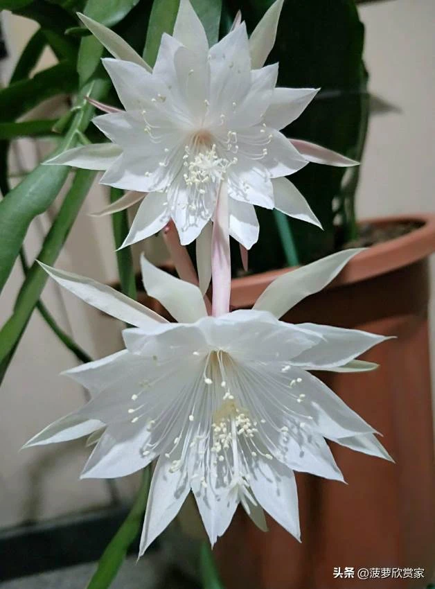 養花人必看！5種「招鬼花」不要養　越養越倒霉「還會敗家運」家裡有的快扔掉