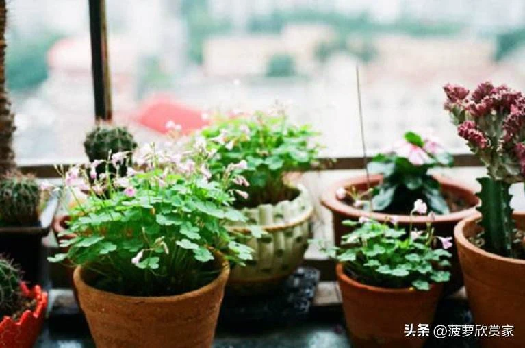 養花人必看！5種「招鬼花」不要養　越養越倒霉「還會敗家運」家裡有的快扔掉