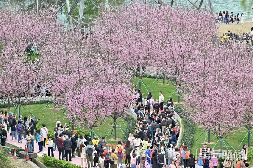 東涌櫻花2025｜機場櫻花園最新開花情況 粉紅花海延伸至海旁