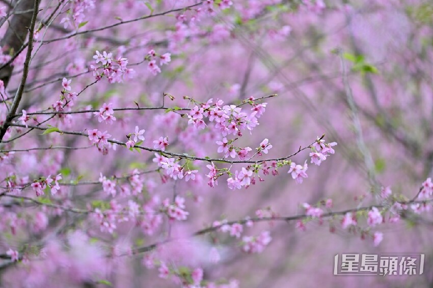 東涌櫻花2025｜機場櫻花園最新開花情況 粉紅花海延伸至海旁