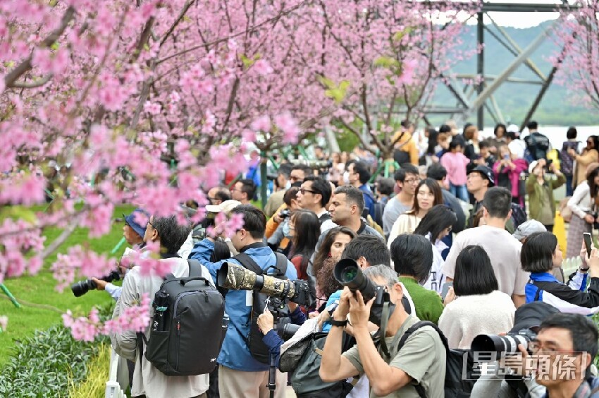 東涌櫻花2025｜機場櫻花園最新開花情況 粉紅花海延伸至海旁