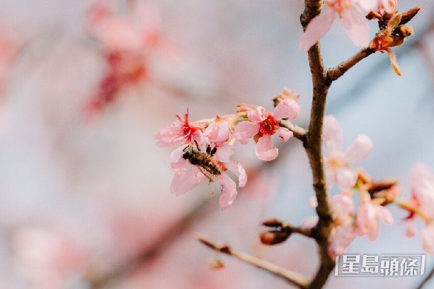 東涌櫻花2025｜機場櫻花園最新開花情況 粉紅花海延伸至海旁