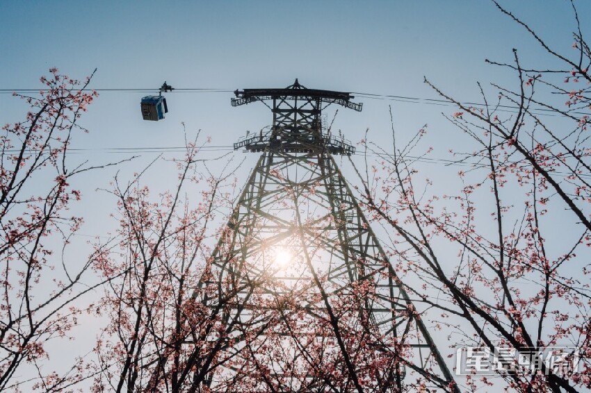 東涌櫻花2025｜機場櫻花園最新開花情況 粉紅花海延伸至海旁