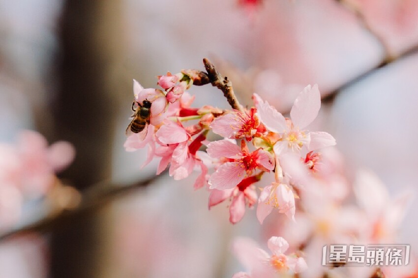 東涌櫻花2025｜機場櫻花園最新開花情況 粉紅花海延伸至海旁