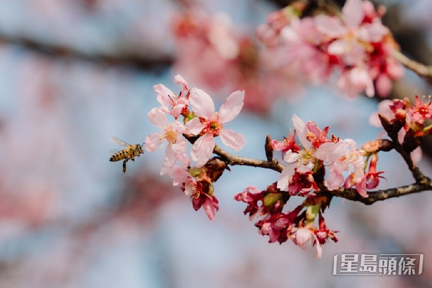 東涌櫻花2025｜機場櫻花園最新開花情況 粉紅花海延伸至海旁