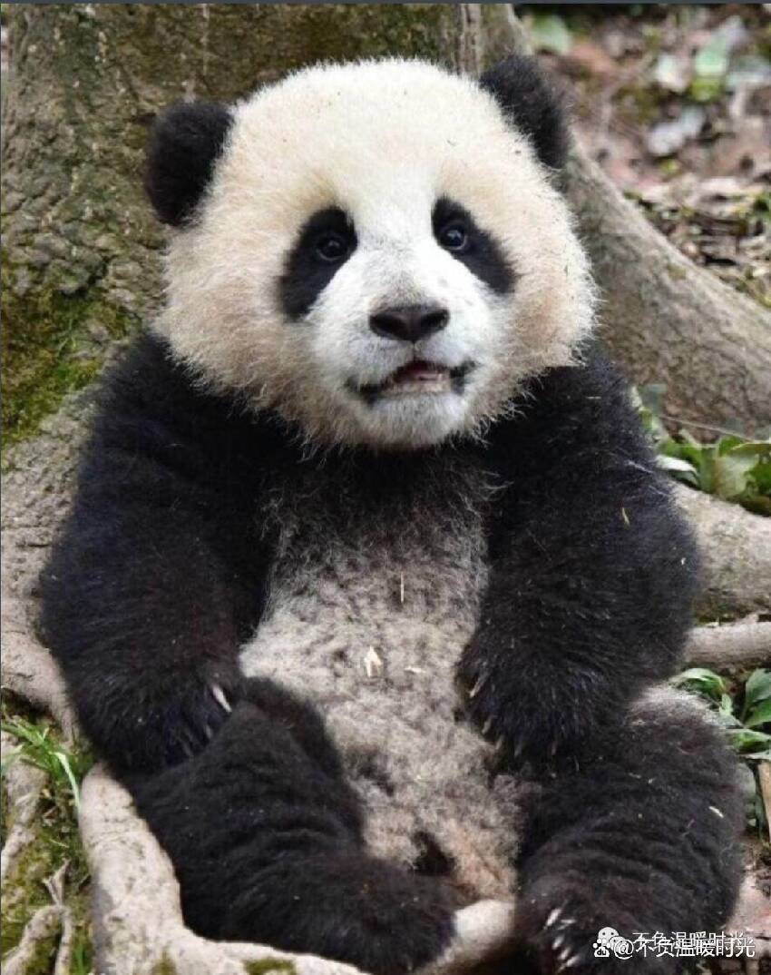 考古大熊貓傑瑞      傑瑞怎麼不見了？