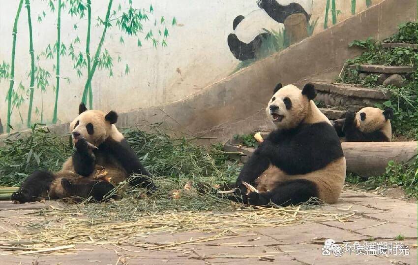 考古大熊貓傑瑞      傑瑞怎麼不見了？