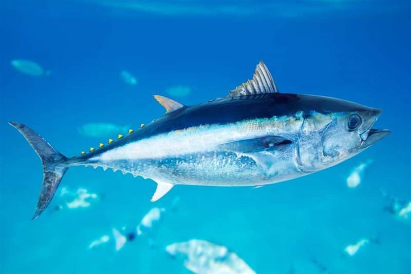 台灣人超愛吃！「2種魚」超傷腦 醫：加速失智、增罹癌風險